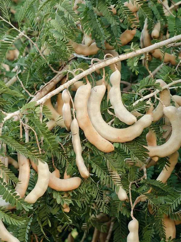 All_Time_Tamarind_Fruit_Plant_For_Home_Gardening_Highly_Benefited_Emli_Live_Plant