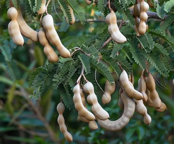 All_Time_Tamarind_Fruit_Plant_For_Home_Gardening_Highly_Benefited_Emli_Live_Plant