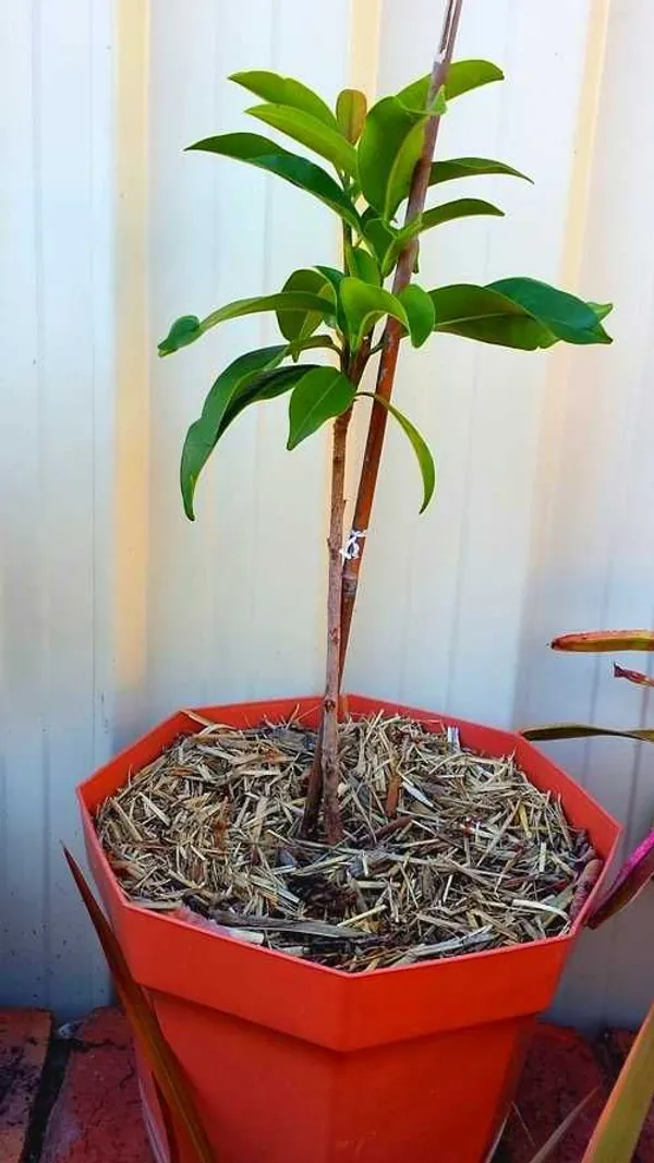 All-time_Chikoo_Chiku_Sapota_Sapodilla_Naseberry_Sweet_Fruit_Thai_Variety_Grafted_Live_Plant_(Plant_Height-_1_Ft_To_2_Ft)