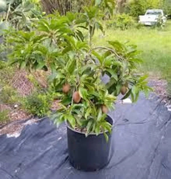 All-time_Chikoo_Chiku_Sapota_Sapodilla_Naseberry_Sweet_Fruit_Thai_Variety_Grafted_Live_Plant_(Plant_Height-_1_Ft_To_2_Ft)