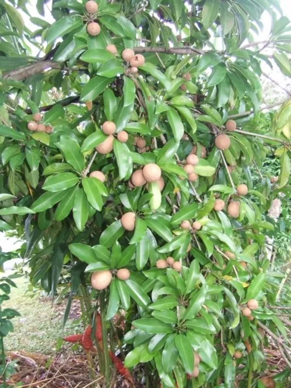 All-time_Chikoo_Chiku_Sapota_Sapodilla_Naseberry_Sweet_Fruit_Thai_Variety_Grafted_Live_Plant_(Plant_Height-_1_Ft_To_2_Ft)