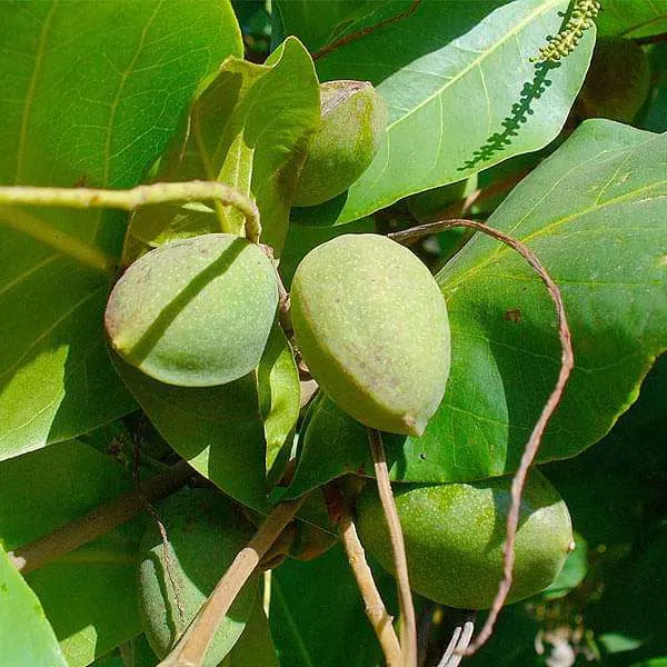 Indian_Hybrid_Almond_Fruit_Plant