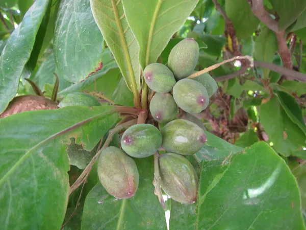 Indian_Hybrid_Almond_Fruit_Plant