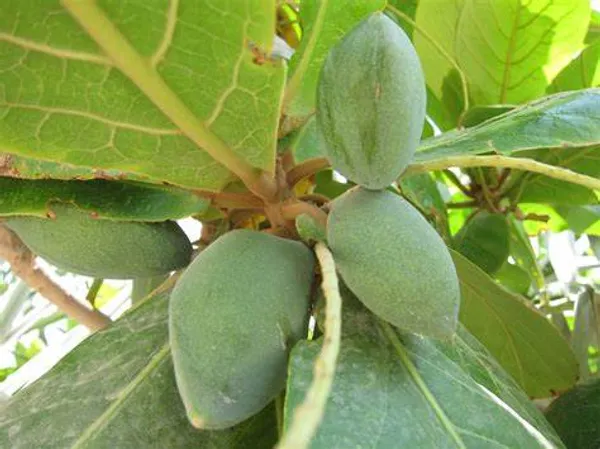 Indian_Hybrid_Almond_Fruit_Plant