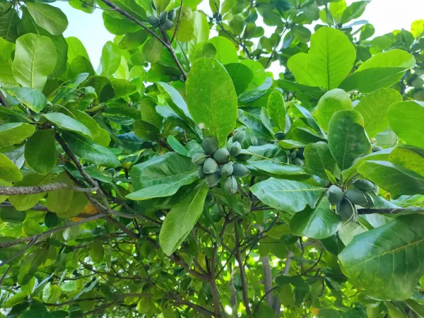 Indian_Hybrid_Almond_Fruit_Plant