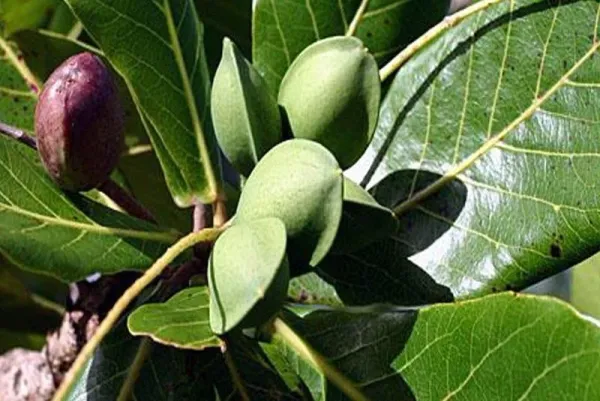 Indian_Hybrid_Almond_Fruit_Plant