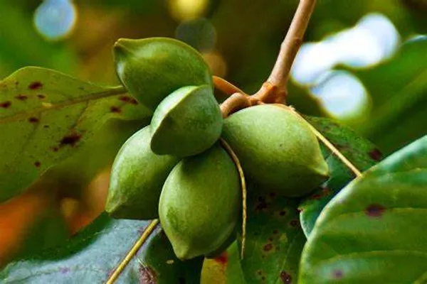 Indian_Hybrid_Almond_Fruit_Plant