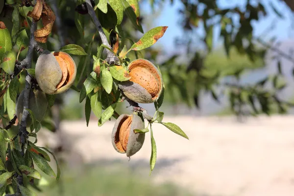 Almonds_Fruit_Grafted_Live_Plant