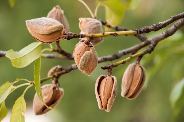 Almonds_Fruit_Grafted_Live_Plant