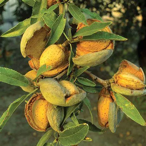 Almonds_Fruit_Grafted_Live_Plant