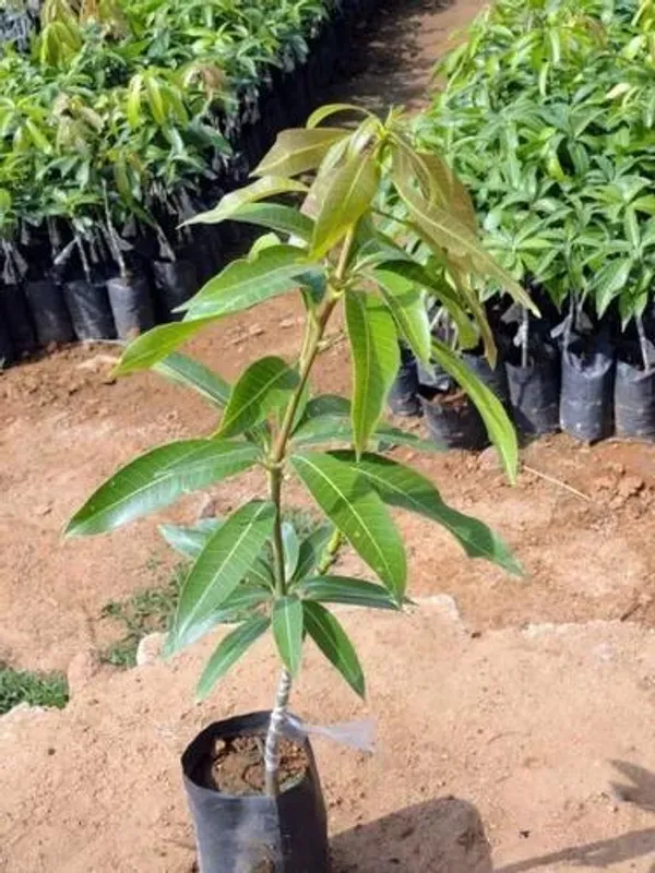 Alphonso_Hybrid_Live_Mango_Fruit_Plant