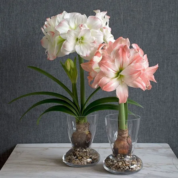 Amaryllis_Lily_Flower_Bulbs__Plant_(Pack_of_2)_For_Home_Gardening