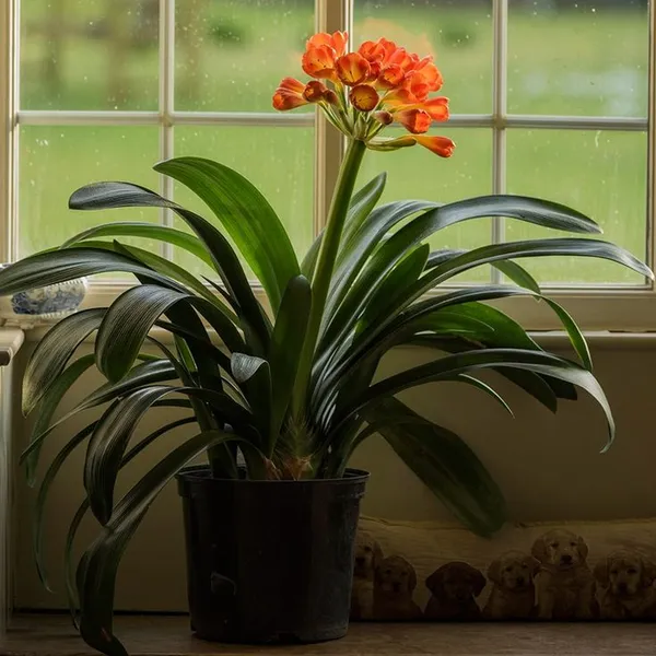 Amaryllis_Lily_Flower_Bulbs__Plant_(Pack_of__2)_For_Home_Gardening