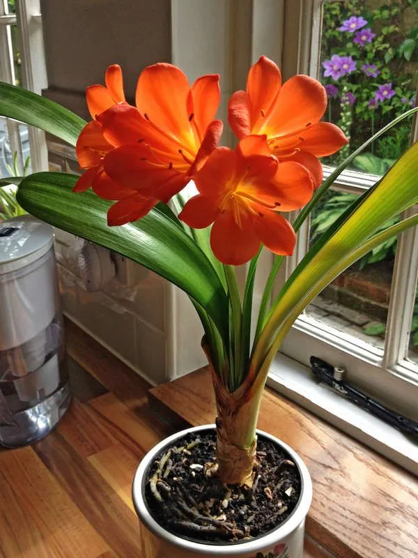 Amaryllis_Lily_Flower_Bulbs__Plant_(Pack_of__2)_For_Home_Gardening