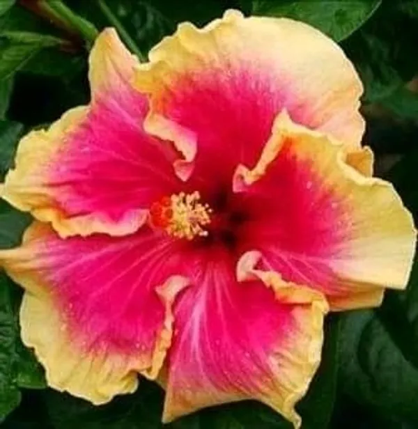 American_Hibiscus/hybrid_plant