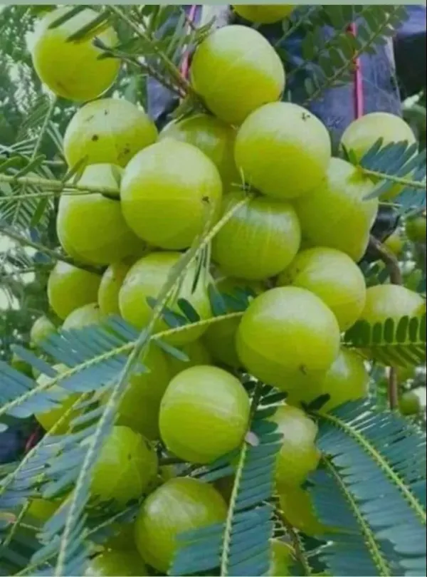 Indian__Amla__Hybrid_/_Goseberry_Frute_Tree_&_Plants