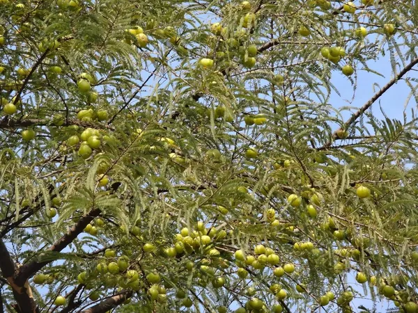 Indian__Amla__Hybrid_/_Goseberry_Frute_Tree_&_Plants