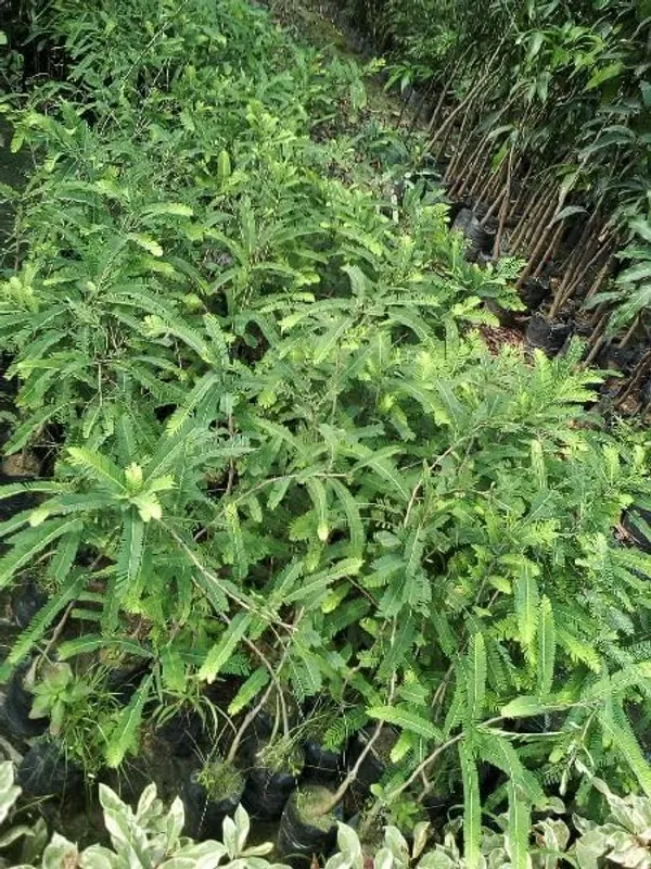 Indian__Amla__Hybrid_/_Goseberry_Frute_Tree_&_Plants
