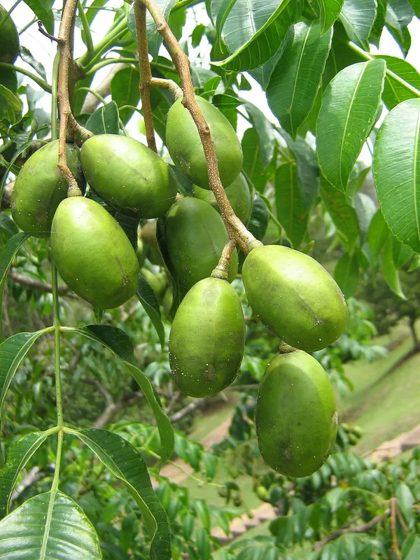 Indian_12_Month_Hybrid_Amra/Hog_Plum/Spondias_Mombin_Grafted__Fruit_Plant