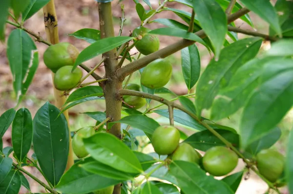 Indian_12_Month_Hybrid_Amra/Hog_Plum/Spondias_Mombin_Grafted__Fruit_Plant
