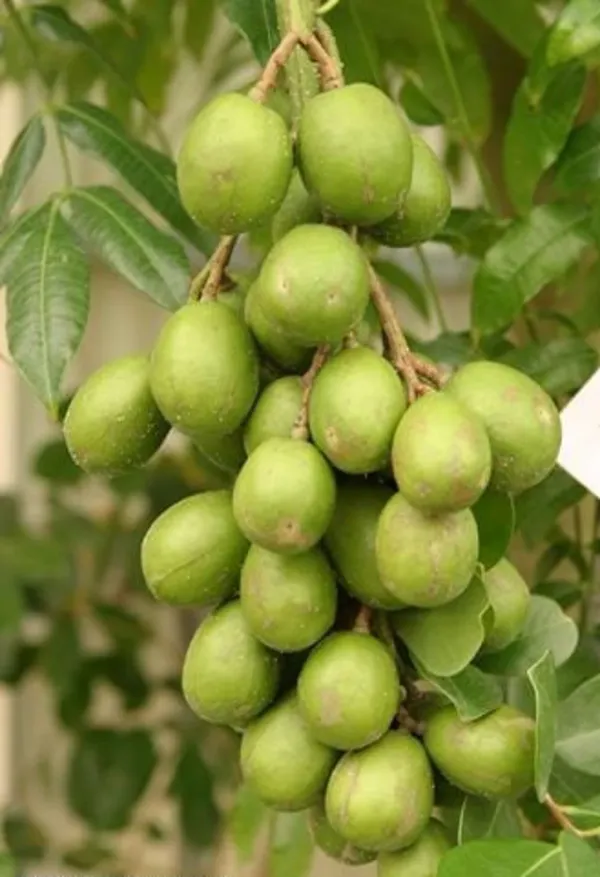 Indian_12_Month_Hybrid_Amra/Hog_Plum/Spondias_Mombin_Grafted__Fruit_Plant