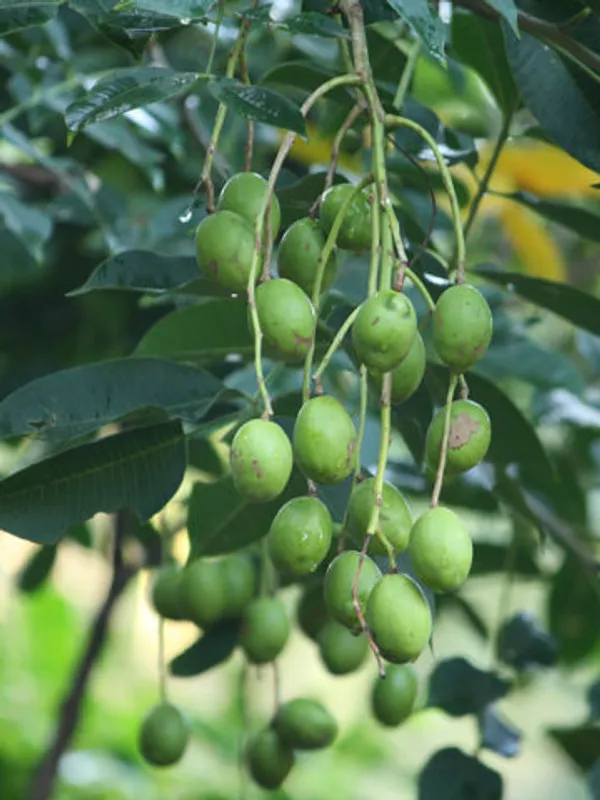Indian_12_Month_Hybrid_Amra/Hog_Plum/Spondias_Mombin_Grafted__Fruit_Plant