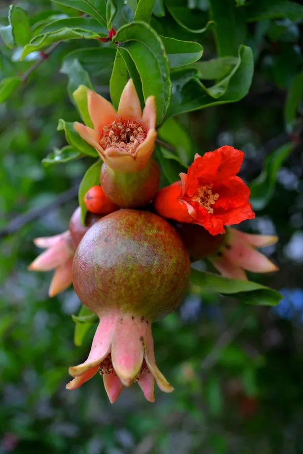 Anar_Grafted_Live_Fruits_Plant_with_Grow_Bag_|_Plant_for_Outdoor_&_Home_Garden
