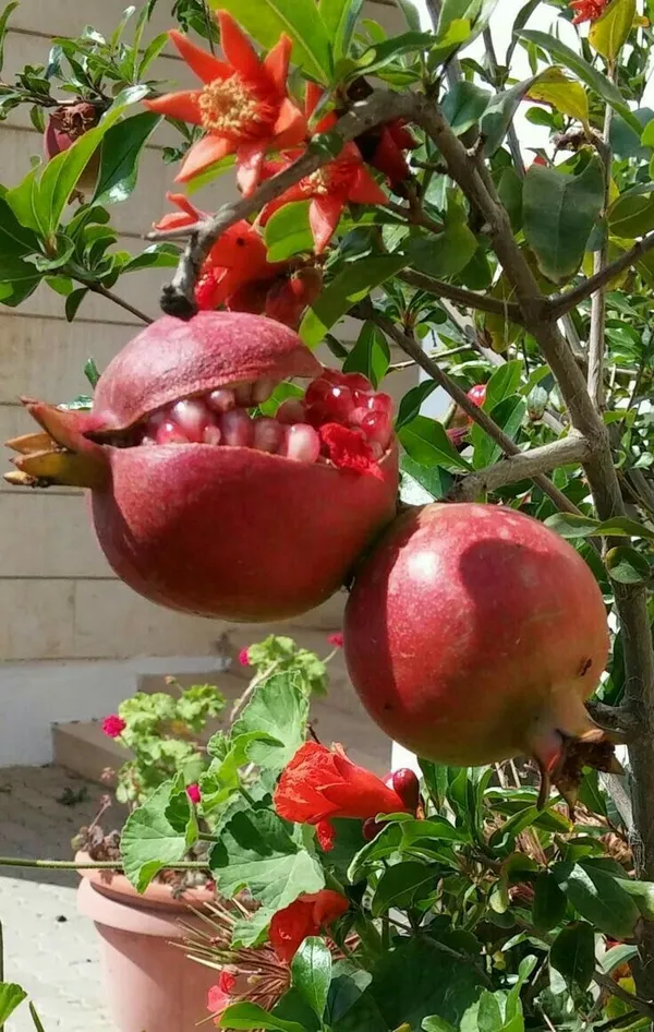 Anar_Grafted_Live_Fruits_Plant_with_Grow_Bag_|_Plant_for_Outdoor_&_Home_Garden