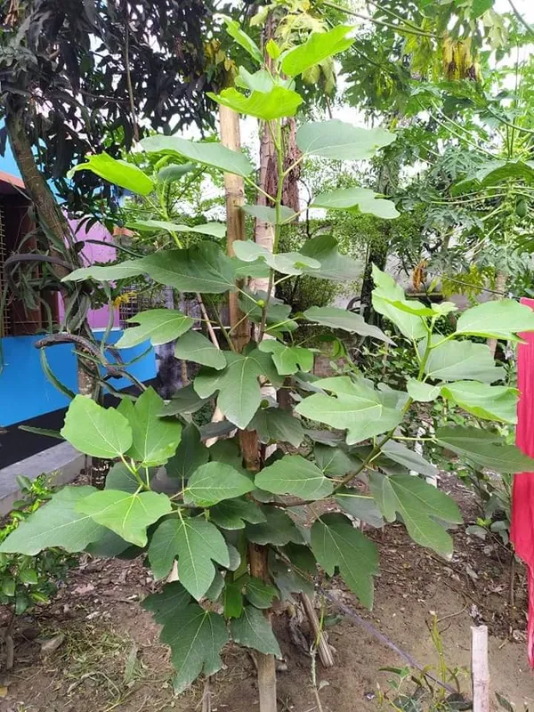 Anjeer_Indian_Fig_Live_Plant_Pune_variety