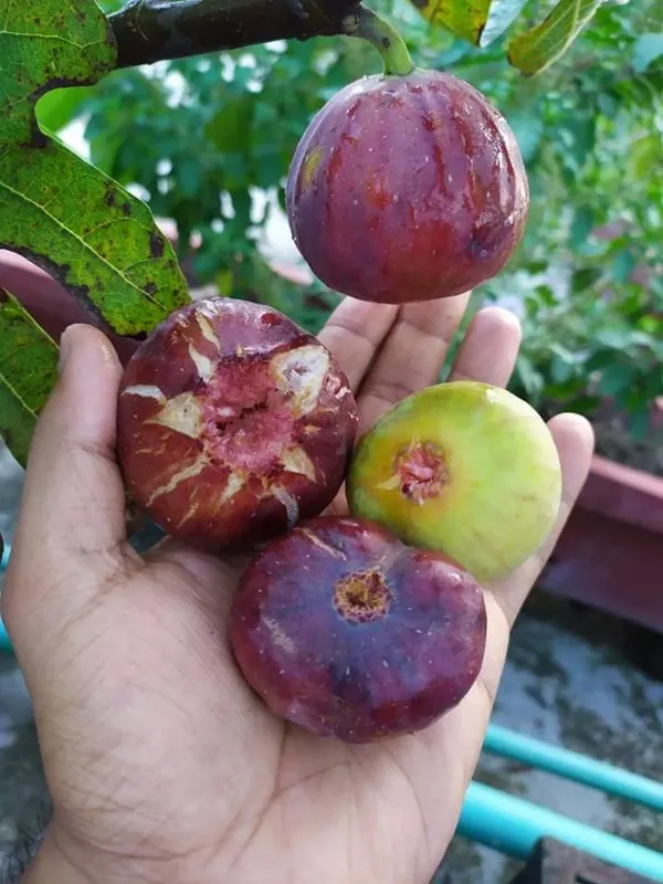 Anjeer_Indian_Fig_Live_Plant_Pune_variety