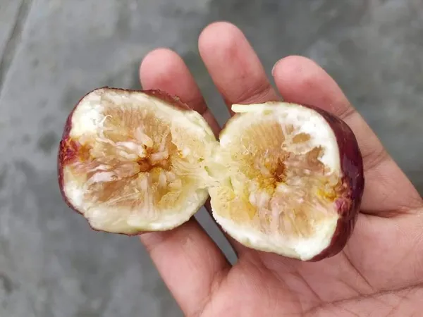 Anjeer_Indian_Fig_Live_Plant_Pune_variety