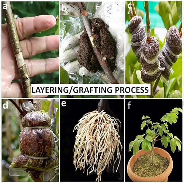 Anjeer_Indian_Fig_Live_Plant_Pune_variety