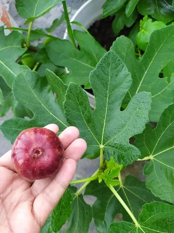Anjeer_Indian_Fig_Live_Plant_Pune_variety
