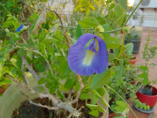 Blue_Aparajita_/_Nilkontho_Flowering_Plant