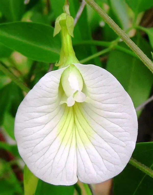 White_Aparajita__Grafted_1.5-3.5_Ft__flowering_plant