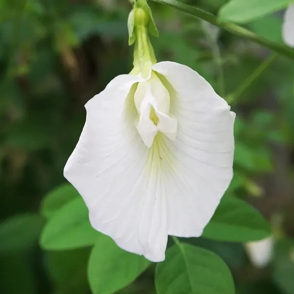 White_Aparajita__Grafted_1.5-3.5_Ft__flowering_plant