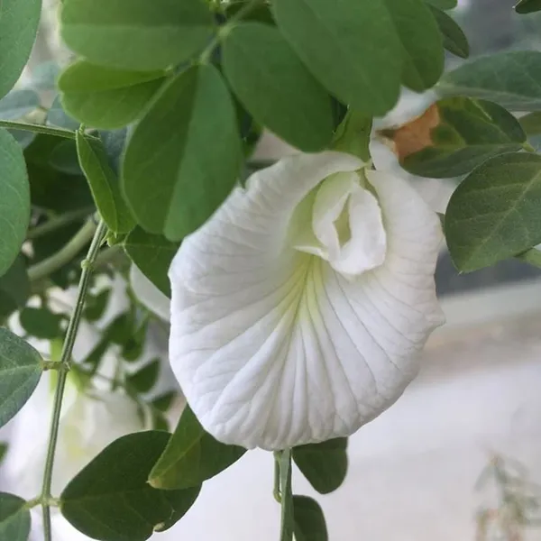 White_Aparajita__Grafted_1.5-3.5_Ft__flowering_plant