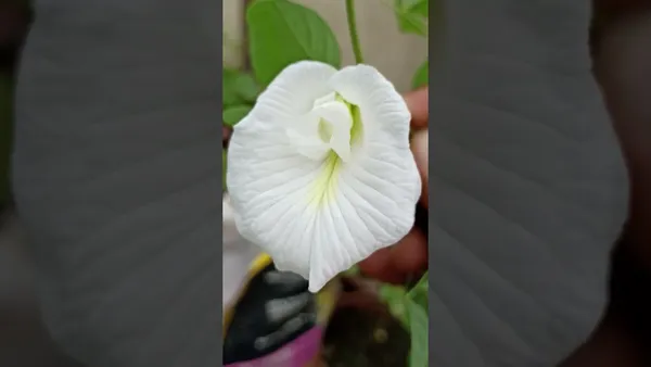 White_Aparajita__Grafted_1.5-3.5_Ft__flowering_plant