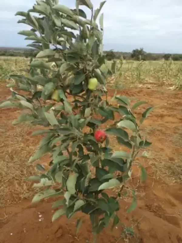 Apple_plant__Pack_Of_1_)_Healthy_Live_Fruit_Plant_&_Tree_(1.5-3.5_Ft_Height)