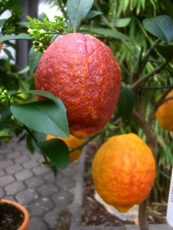 Limone_Rosso_Live_Fruit_Plant