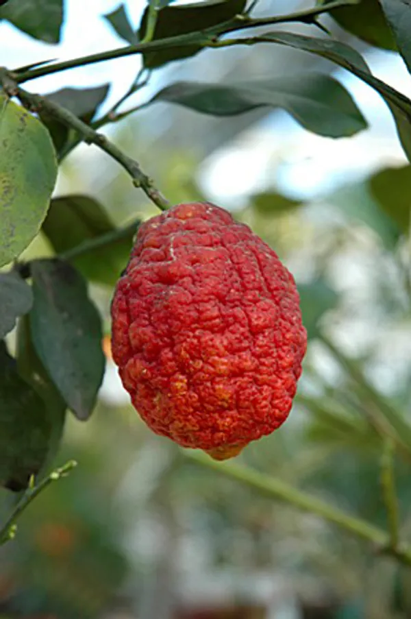 Limone_Rosso_Live_Fruit_Plant