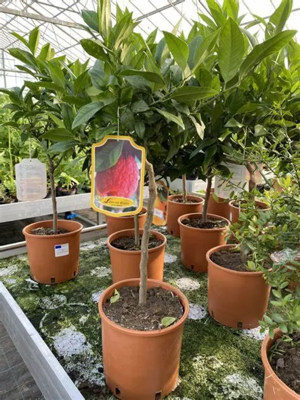 Limone_Rosso_Live_Fruit_Plant