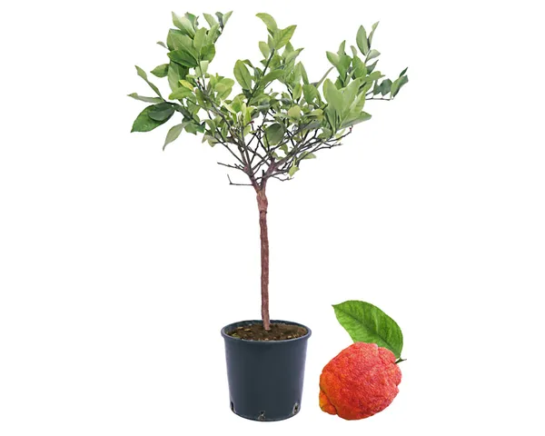 Limone_Rosso_Live_Fruit_Plant