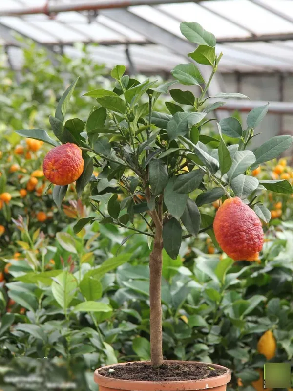 Limone_Rosso||Citrus_limonmedica_pigmentata_Rubra_Limone_rosso_Live_Plant_ORIGINAL