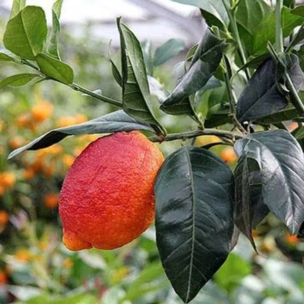 Limone_Rosso||Citrus_limonmedica_pigmentata_Rubra_Limone_rosso_Live_Plant_ORIGINAL