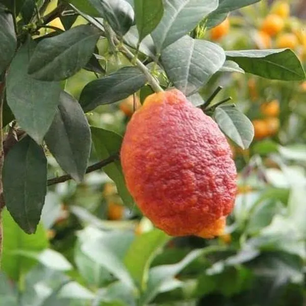 Limone_Rosso||Citrus_limonmedica_pigmentata_Rubra_Limone_rosso_Live_Plant_ORIGINAL