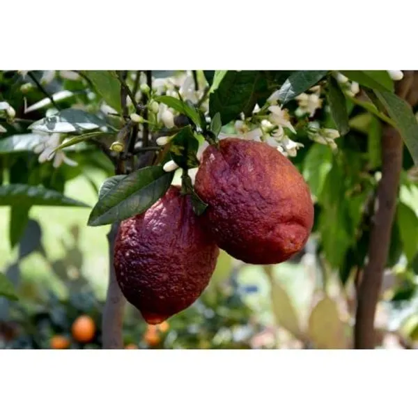 Limone_Rosso||Citrus_limonmedica_pigmentata_Rubra_Limone_rosso_Live_Plant_ORIGINAL