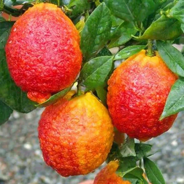 Limone_Rosso||Citrus_limonmedica_pigmentata_Rubra_Limone_rosso_Live_Plant_ORIGINAL