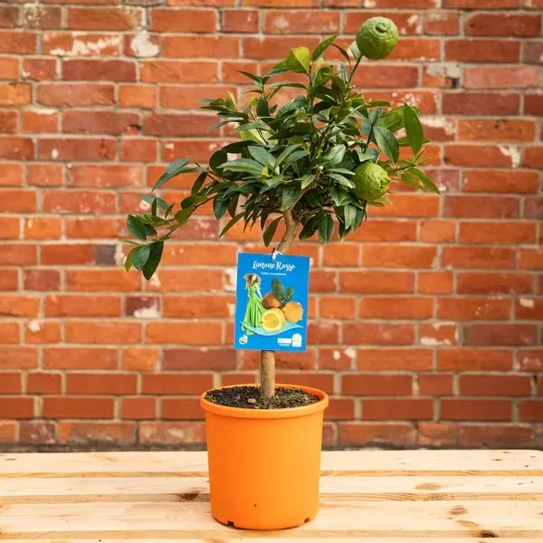 Limone_Rosso||Citrus_limonmedica_pigmentata_Rubra_Limone_rosso_Live_Plant_ORIGINAL