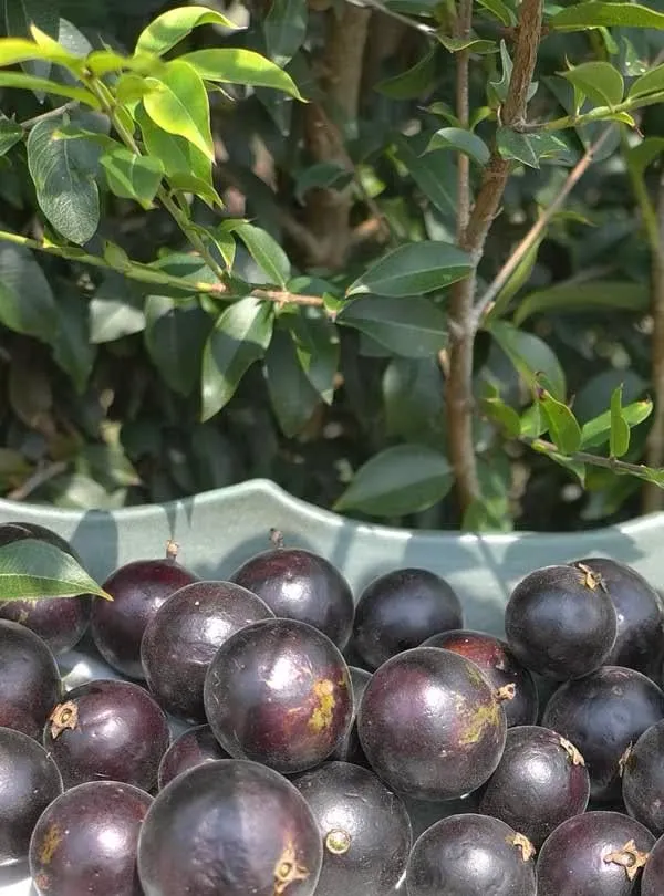 Brazilian_Grapes_Exotic_Fruit_Plant/Jabuticaba_Plant